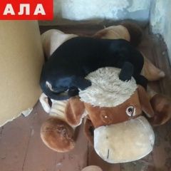 Подробнее об объявлении «Пропала собака потерялась такса девочка Ангарск» Фото: пропала собака Такса «Пропала собака потерялась такса девочка Ангарск» в г. Ангарск