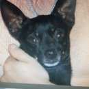 Подробнее об объявлении «Анапа Пропала собака кобель» Фото: пропала собака Русский той-терьер «Анапа Пропала собака кобель» в г. Анапа