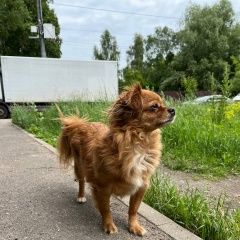 Картинка пропала собака