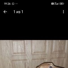 ����: ������� ������ ���� ������ ������ ������ ������� ������ ���� �������, ���� � �. �����