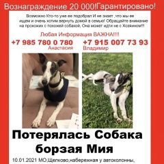 Подробнее об объявлении «Пропала собака борзая уиппет мия Щелково» Фото: пропала собака Уиппет «Пропала собака борзая уиппет мия Щелково» в г. Щелково