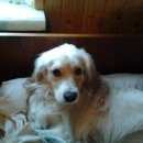 Подробнее об объявлении «Пропала собака Электросталь» Фото: пропала собака  «Пропала собака Электросталь» в г. Электросталь