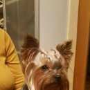 Подробнее об объявлении «Пропала собака Королев» Фото: пропала собака Йоркширский терьер «Пропала собака Королев» в г. Королев