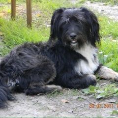 Подробнее об объявлении «Пропала собака кобель Смоленск» Фото: пропала собака  «Пропала собака кобель Смоленск» в г. Смоленск