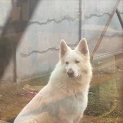 Подробнее об объявлении «Пропала собака кобель нуждается в лечении Симферополь» Фото: пропала собака  «Пропала собака кобель нуждается в лечении...» в г. Симферополь