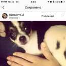 Подробнее об объявлении «Пропала собака чихуахуа Владивосток» Фото: пропала собака Чихуахуа «Пропала собака чихуахуа Владивосток» в г. Владивосток