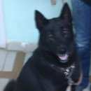 Подробнее об объявлении «Ижевск Пропала собака» Фото: пропала собака  «Ижевск Пропала собака» в г. Ижевск