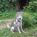 Подробнее об объявлении «Пропала собака девочка хаски. 2 года Санкт-Петербург» Фото: пропала собака  «Пропала собака девочка хаски. 2 года...» в г. Санкт-Петербург
