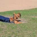 Подробнее об объявлении «Пропала собака спб, потерялась собака, по клички альба Санкт-Петербург» Фото: пропала собака Русский той-терьер «Пропала собака спб, потерялась собака, по...» в г. Санкт-Петербург