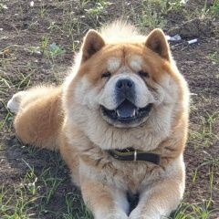 Подробнее об объявлении «Тбилисская Пропала собака кобель смуф» Фото: пропала собака Чау-чау «Тбилисская Пропала собака кобель смуф» в г. Тбилисская