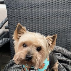 Подробнее об объявлении «Ростов-на-Дону Пропала собака кобель» Фото: пропала собака Йоркширский терьер «Ростов-на-Дону Пропала собака кобель» в г. Ростов-на-Дону