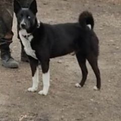 Подробнее об объявлении «Чита Пропала собака кобель лайка» Фото: пропала собака  «Чита Пропала собака кобель лайка» в г. Чита