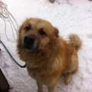 Подробнее об объявлении «Ижевск Пропала собака кобель» Фото: пропала собака Кавказская овчарка «Ижевск Пропала собака кобель» в г. Ижевск