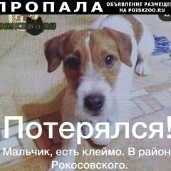 Подробнее об объявлении «Пропала собака кобель Хабаровск» Фото: пропала собака Джек рассел терьер «Пропала собака кобель Хабаровск» в г. Хабаровск