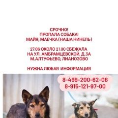 Подробнее об объявлении «Москва Пропала собака майя» Фото: пропала собака  «Москва Пропала собака майя» в г. Москва