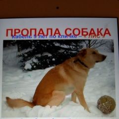 Подробнее об объявлении «Пропала собака кобель Звенигород» Фото: пропала собака  «Пропала собака кобель Звенигород» в г. Звенигород