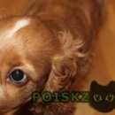 Подробнее об объявлении «Бердск Пропала собака кобель помогите вернуть собаку домой» Фото: пропала собака Английский кокер-спаниель «Бердск Пропала собака кобель помогите вернуть...» в г. Бердск