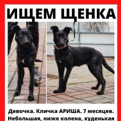 Подробнее об объявлении «Москва Пропала собака» Фото: пропала собака  «Москва Пропала собака» в г. Москва