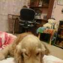 Подробнее об объявлении «Нарофоминск Пропала собака кобель прошу помогите найти помогите» Фото: пропала собака Английский кокер-спаниель «Нарофоминск Пропала собака кобель прошу...» в г. Нарофоминск