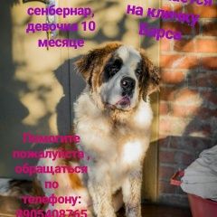 Подробнее об объявлении «Краснодар Пропала собака» Фото: пропала собака Сенбернар «Краснодар Пропала собака» в г. Краснодар