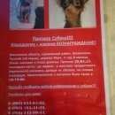 Подробнее об объявлении «Пропала собака той терье Щелково» Фото: пропала собака Русский той-терьер «Пропала собака той терье Щелково» в г. Щелково