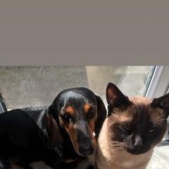 Подробнее об объявлении «Баку Пропала собака кобель» Фото: пропала собака Такса «Баку Пропала собака кобель» в г. Баку