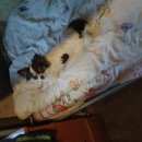 Подробнее об объявлении «Пропала собака кобель любимец семьи помогите вернуть Санкт-Петербург» Фото: пропала собака Чихуахуа «Пропала собака кобель любимец семьи помогите...» в г. Санкт-Петербург