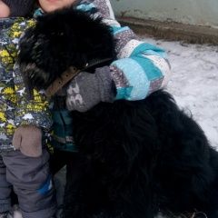 Подробнее об объявлении «Пропала собака помогите найти члена семьи Сызрань» Фото: пропала собака Русский чёрный терьер «Пропала собака помогите найти члена семьи Сызрань» в г. Сызрань