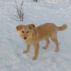 Подробнее об объявлении «Пропала собака Ломоносов» Фото: пропала собака  «Пропала собака Ломоносов» в г. Ломоносов