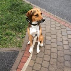 Подробнее об объявлении «Пропала собака кобель Санкт-Петербург» Фото: пропала собака  «Пропала собака кобель Санкт-Петербург» в г. Санкт-Петербург