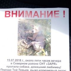 Подробнее об объявлении «Пропала собака кобель Электросталь» Фото: пропала собака Русский той-терьер «Пропала собака кобель Электросталь» в г. Электросталь