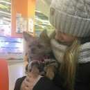 Подробнее об объявлении «Пропала собака Санкт-Петербург» Фото: пропала собака  «Пропала собака Санкт-Петербург» в г. Санкт-Петербург