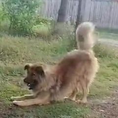 Подробнее об объявлении «Пропала собака кобель потерялась собачка Соликамск» Фото: пропала собака  «Пропала собака кобель потерялась собачка Соликамск» в г. Соликамск