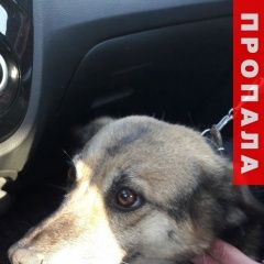 Подробнее об объявлении «Миасс Пропала собака» Фото: пропала собака  «Миасс Пропала собака» в г. Миасс