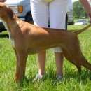 Подробнее об объявлении «Пропала собака кобель пойнтер Симферополь» Фото: пропала собака Пойнтер «Пропала собака кобель пойнтер Симферополь» в г. Симферополь