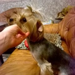 Подробнее об объявлении «Нижний Новгород Пропала собака йоркширский терьер, девочка» Фото: пропала собака Йоркширский терьер «Нижний Новгород Пропала собака йоркширский...» в г. Нижний Новгород