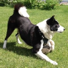 Подробнее об объявлении «Липецк Пропала собака кобель русско-европейская лайка» Фото: пропала собака  «Липецк Пропала собака кобель русско-европейская...» в г. Липецк