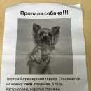 Подробнее об объявлении «Люберцы Пропала собака кобель» Фото: пропала собака Йоркширский терьер «Люберцы Пропала собака кобель» в г. Люберцы