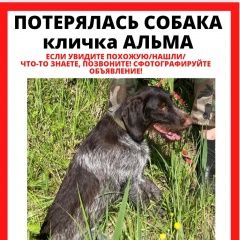 Подробнее об объявлении «Вязьма Пропала собака дратхаар сука» Фото: пропала собака Дратхаар «Вязьма Пропала собака дратхаар сука» в г. Вязьма