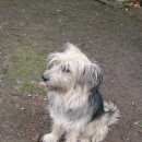 Подробнее об объявлении «Орехово-Зуево Пропала собака» Фото: пропала собака  «Орехово-Зуево Пропала собака» в г. Орехово-Зуево