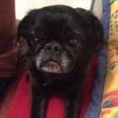 Подробнее об объявлении «Пропала собака кобель Самара» Фото: пропала собака Пти-брабансон «Пропала собака кобель Самара» в г. Самара