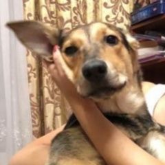 Подробнее об объявлении «Пропала собака, дворняга. Москва» Фото: пропала собака  «Пропала собака, дворняга. Москва» в г. Москва