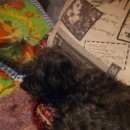 Подробнее об объявлении «Балашиха Пропала собака кобель» Фото: пропала собака Китайская хохлатая собака «Балашиха Пропала собака кобель» в г. Балашиха