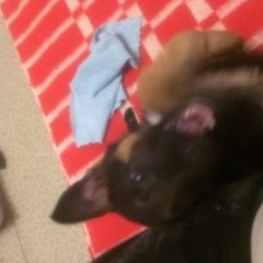 Подробнее об объявлении «Анапа Пропала собака» Фото: пропала собака  «Анапа Пропала собака» в г. Анапа