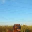 Подробнее об объявлении «Пропала собака кобель Реутов» Фото: пропала собака Родезийский риджбек «Пропала собака кобель Реутов» в г. Реутов