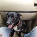 Подробнее об объявлении «Анапа Пропала собака любимая собака» Фото: пропала собака  «Анапа Пропала собака любимая собака» в г. Анапа