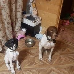 Подробнее об объявлении «Пропала собака кобель Балакирево» Фото: пропала собака Пойнтер «Пропала собака кобель Балакирево» в г. Балакирево