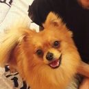 Подробнее об объявлении «Санкт-Петербург Пропала собака кобель наш малыш. помогите в поиске.» Фото: пропала собака Немецкий шпиц «Санкт-Петербург Пропала собака кобель наш...» в г. Санкт-Петербург