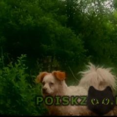 Подробнее об объявлении «Оренбург Пропала собака кобель» Фото: пропала собака  «Оренбург Пропала собака кобель» в г. Оренбург