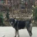 Подробнее об объявлении «Пропала собака кобель породы алабай Симферополь» Фото: пропала собака  «Пропала собака кобель породы алабай Симферополь» в г. Симферополь